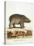 Color Lithographs with African Animals-null-Stretched Canvas