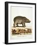 Color Lithographs with African Animals-null-Framed Giclee Print