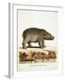 Color Lithographs with African Animals-null-Framed Giclee Print