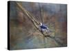 Color My World Blue Jay-Jai Johnson-Stretched Canvas