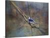 Color My World Blue Jay-Jai Johnson-Stretched Canvas