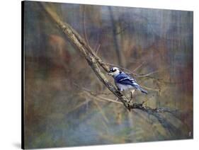 Color My World Blue Jay-Jai Johnson-Stretched Canvas