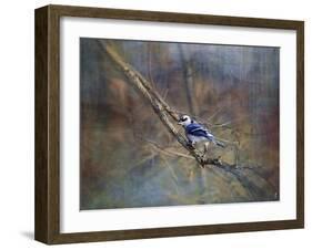 Color My World Blue Jay-Jai Johnson-Framed Giclee Print