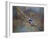 Color My World Blue Jay-Jai Johnson-Framed Giclee Print