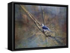 Color My World Blue Jay-Jai Johnson-Framed Stretched Canvas