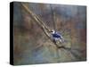 Color My World Blue Jay-Jai Johnson-Stretched Canvas