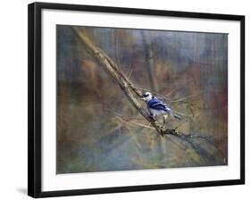 Color My World Blue Jay-Jai Johnson-Framed Premium Giclee Print