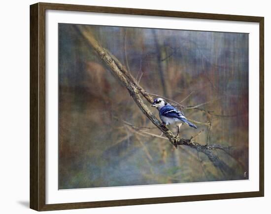 Color My World Blue Jay-Jai Johnson-Framed Giclee Print