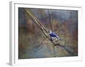 Color My World Blue Jay-Jai Johnson-Framed Giclee Print