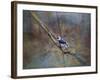 Color My World Blue Jay-Jai Johnson-Framed Giclee Print