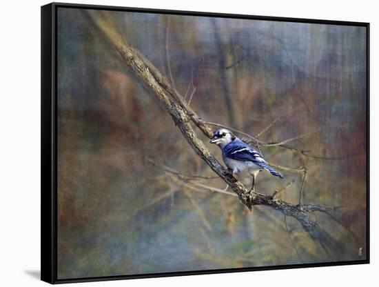 Color My World Blue Jay-Jai Johnson-Framed Stretched Canvas