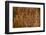 Color Pattern of Teak Wood Decorative Surface-wuttichok-Framed Photographic Print