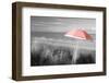 Color Pop, Beach umbrella on the beach, Saunton, North Devon, England, Living Coral-null-Framed Photographic Print