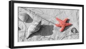 Color Pop, Close-up of a starfish and seashells on the beach, Dauphin Island, Alabama, USA-null-Framed Premium Photographic Print