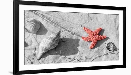 Color Pop, Close-up of a starfish and seashells on the beach, Dauphin Island, Alabama, USA-null-Framed Photographic Print