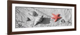 Color Pop, Close-up of a starfish and seashells on the beach, Dauphin Island, Alabama, USA-null-Framed Photographic Print