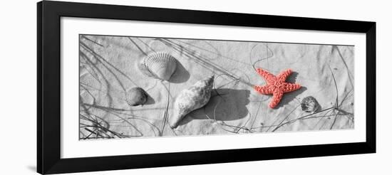 Color Pop, Close-up of a starfish and seashells on the beach, Dauphin Island, Alabama, USA-null-Framed Photographic Print