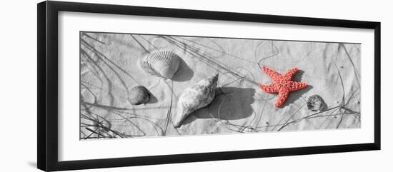 Color Pop, Close-up of a starfish and seashells on the beach, Dauphin Island, Alabama, USA-null-Framed Photographic Print