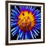 Color Pop Deep-Heidi Bannon-Framed Photo