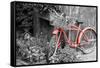 Color Pop, Old bicycle with flower basket next to old outhouse garden shed, Marion County, IL-null-Framed Stretched Canvas