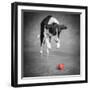 Color Pop, Portrait of a Border Collie Mix Dog, Living Coral-null-Framed Photographic Print