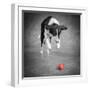 Color Pop, Portrait of a Border Collie Mix Dog, Living Coral-null-Framed Photographic Print