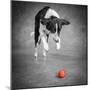 Color Pop, Portrait of a Border Collie Mix Dog, Living Coral-null-Mounted Photographic Print