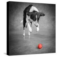 Color Pop, Portrait of a Border Collie Mix Dog, Living Coral-null-Stretched Canvas