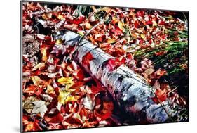 Color Splash Of Nature-George Oze-Mounted Photographic Print