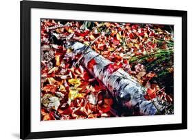 Color Splash Of Nature-George Oze-Framed Photographic Print