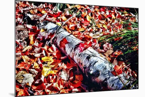 Color Splash Of Nature-George Oze-Mounted Photographic Print