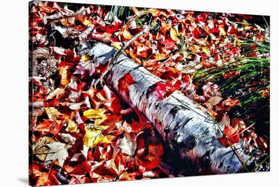 Color Splash Of Nature-George Oze-Stretched Canvas