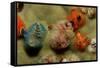 Color Variation in Christmas Tree Worms Growing on Coral (Spirobranchus Giganteus)-Reinhard Dirscherl-Framed Stretched Canvas