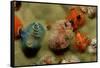 Color Variation in Christmas Tree Worms Growing on Coral (Spirobranchus Giganteus)-Reinhard Dirscherl-Framed Stretched Canvas