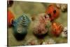 Color Variation in Christmas Tree Worms Growing on Coral (Spirobranchus Giganteus)-Reinhard Dirscherl-Stretched Canvas