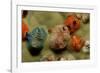 Color Variation in Christmas Tree Worms Growing on Coral (Spirobranchus Giganteus)-Reinhard Dirscherl-Framed Photographic Print