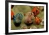 Color Variation in Christmas Tree Worms Growing on Coral (Spirobranchus Giganteus)-Reinhard Dirscherl-Framed Photographic Print