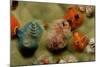 Color Variation in Christmas Tree Worms Growing on Coral (Spirobranchus Giganteus)-Reinhard Dirscherl-Mounted Photographic Print