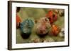 Color Variation in Christmas Tree Worms Growing on Coral (Spirobranchus Giganteus)-Reinhard Dirscherl-Framed Photographic Print