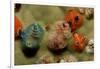 Color Variation in Christmas Tree Worms Growing on Coral (Spirobranchus Giganteus)-Reinhard Dirscherl-Framed Photographic Print