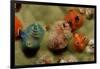 Color Variation in Christmas Tree Worms Growing on Coral (Spirobranchus Giganteus)-Reinhard Dirscherl-Framed Photographic Print