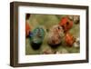 Color Variation in Christmas Tree Worms Growing on Coral (Spirobranchus Giganteus)-Reinhard Dirscherl-Framed Photographic Print