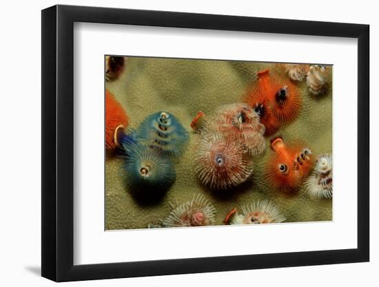 Color Variation in Christmas Tree Worms Growing on Coral (Spirobranchus Giganteus)-Reinhard Dirscherl-Framed Photographic Print