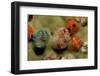 Color Variation in Christmas Tree Worms Growing on Coral (Spirobranchus Giganteus)-Reinhard Dirscherl-Framed Photographic Print