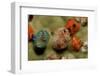 Color Variation in Christmas Tree Worms Growing on Coral (Spirobranchus Giganteus)-Reinhard Dirscherl-Framed Photographic Print