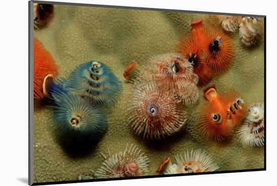 Color Variation in Christmas Tree Worms Growing on Coral (Spirobranchus Giganteus)-Reinhard Dirscherl-Mounted Photographic Print