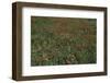 Color Vision of the Bee (As Seen by the Human Eye)-Paul Starosta-Framed Photographic Print