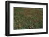 Color Vision of the Bee (As Seen by the Human Eye)-Paul Starosta-Framed Photographic Print