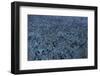 Color Vision of the Bee-Paul Starosta-Framed Photographic Print