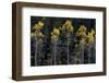 Colorado. a Stand of Autumn Yellow Aspen in the Uncompahgre National Forest-Judith Zimmerman-Framed Photographic Print